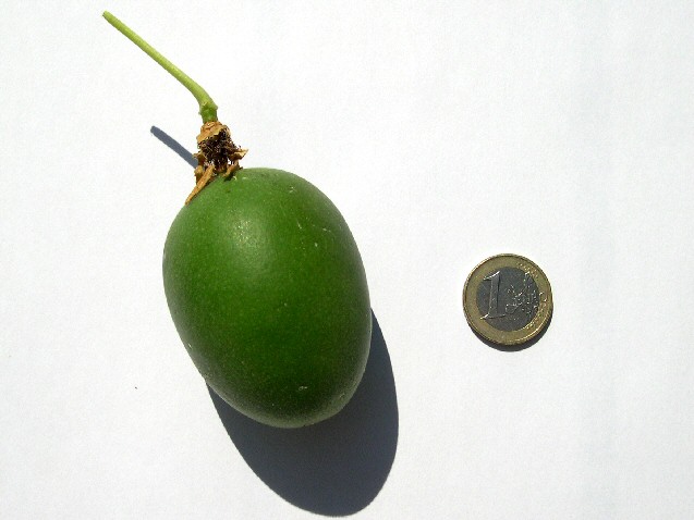 Passiflora incarnata L. : fruit immature