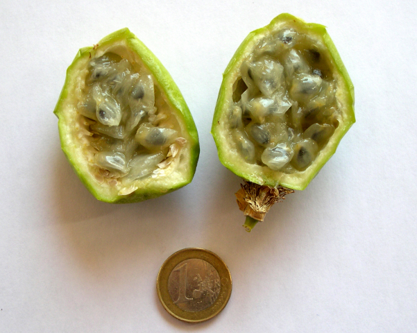 Passiflora incarnata L. : int�rieur d'un fruit tr�s m�r