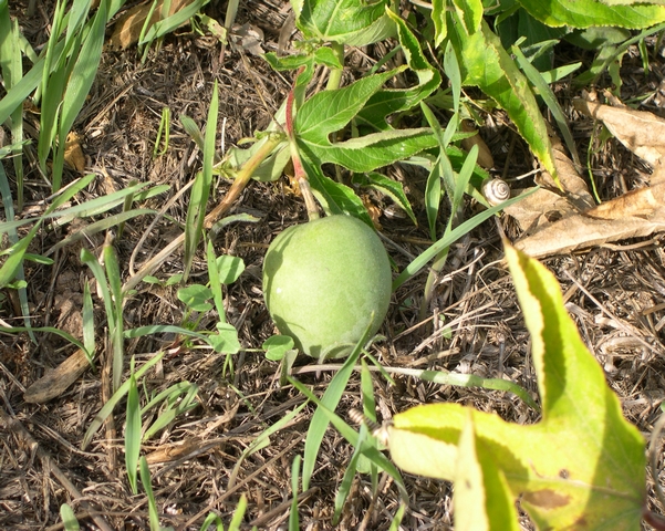 Passiflora incarnata (L.) : fruit issu d'une liane secondaire basse tra�nant sur le sol