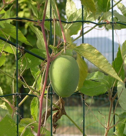 Passiflora incarnata L. : fruit m�r