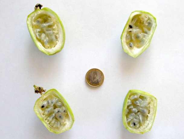 Passiflora incarnata L. : int�rieur de deux fruit m�rs