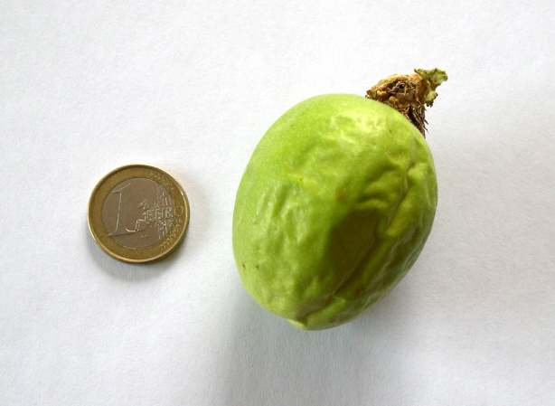 Passiflora incarnata L. : fruit tr�s m�r