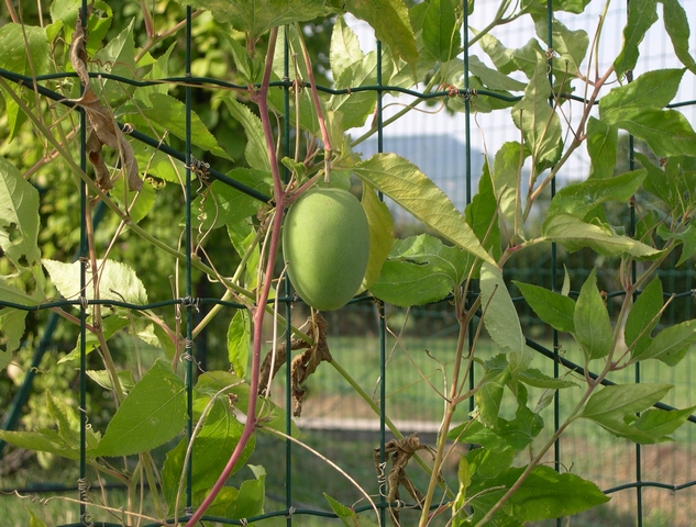 Passiflora incarnata L. : fruit m�r