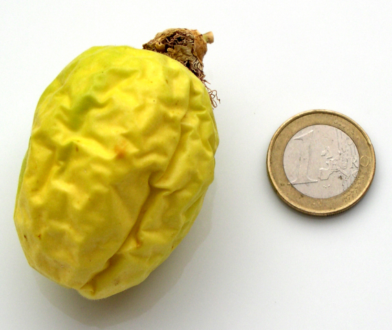 Passiflora incarnata L. : fruit � surmaturit�