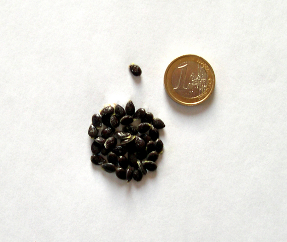 Passiflora incarnata L. : graines de couleur noire du fruit � maturit�
