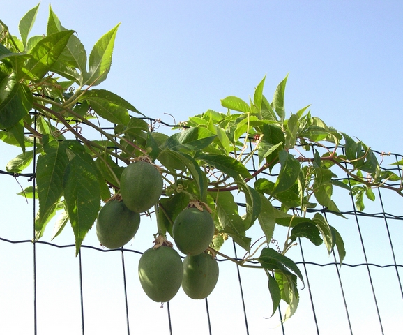 Passiflora incarnata L. : groupe de fruits