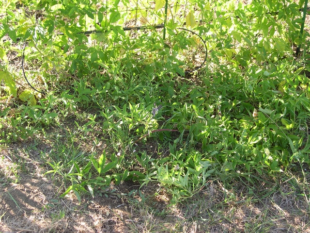 Passiflora incarnata (L.) : lianes secondaires basses et rejets m�lang�s au sol