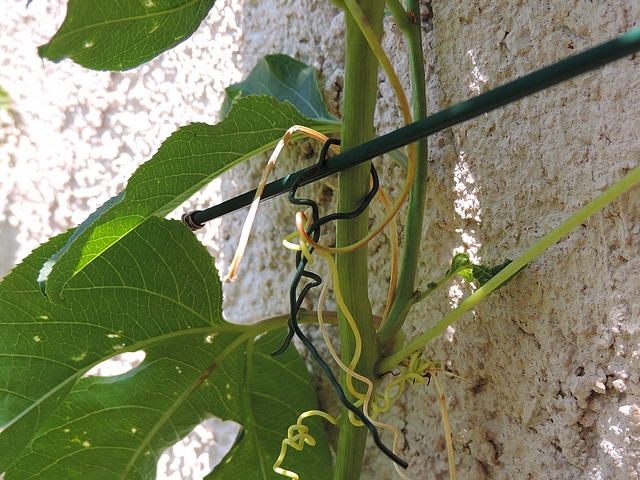 Passiflora incarnata L. : ligature d'une tige principale sur fil de fer tendu