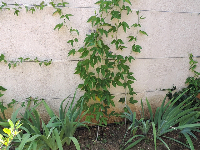 Passiflora incarnata L. : palissage sur fils de fer le long d'un mur