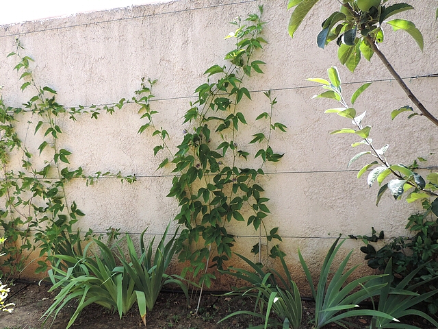 Passiflora incarnata L. : palissage sur fils de fer le long d'un mur