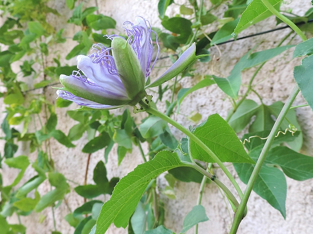 Passiflora incarnata L. (fleur en cours d'ouverture) : p�doncule avec bract�es au sommet