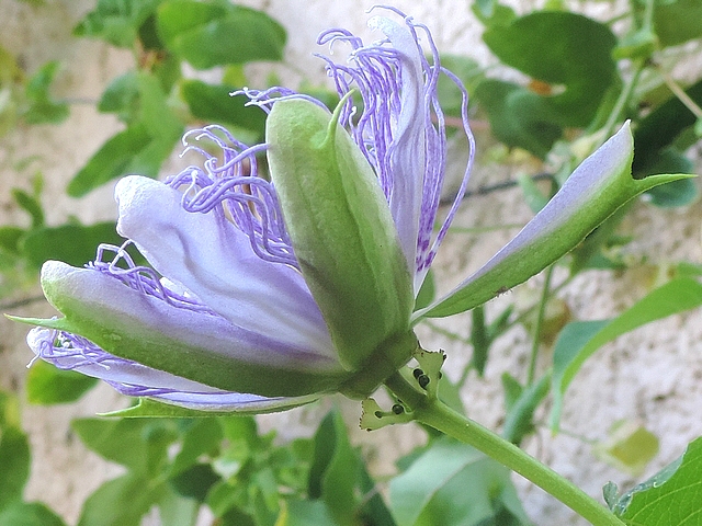 Passiflora incarnata L.(fleur en cours d'ouverture) : extr�mit� du p�doncule avec l'involucre des bract�es