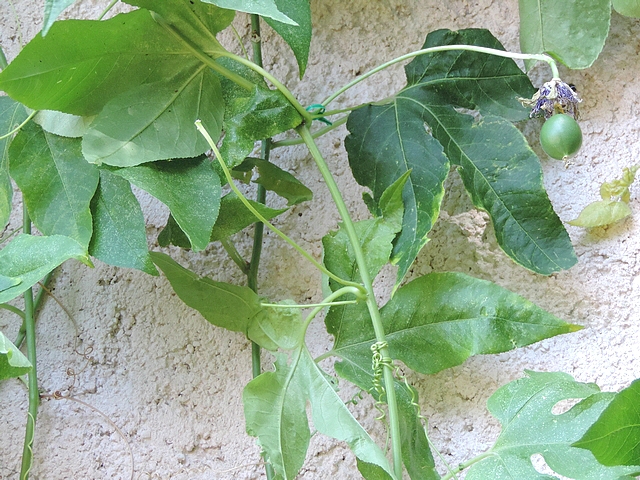 Passiflora incarnata L. : p�doncules d'une fleur tomb�e apr�s fanaison (� gauche) et d'un fruit en formation (� droite)