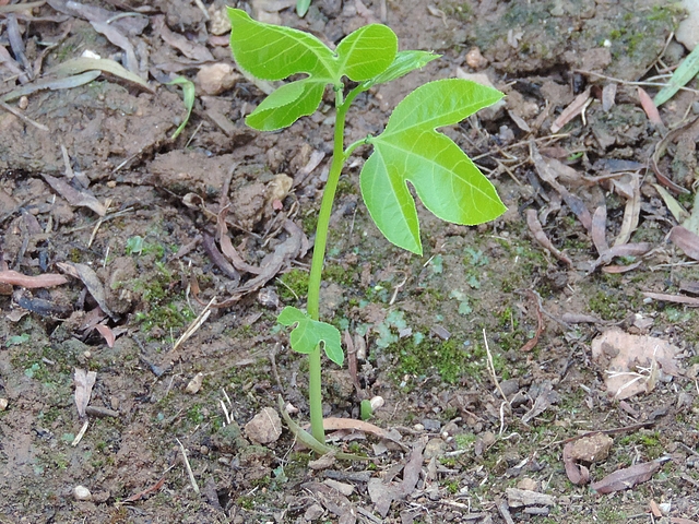 Passiflora incarnata L. : rejet de fin de saison, � pr�lever
