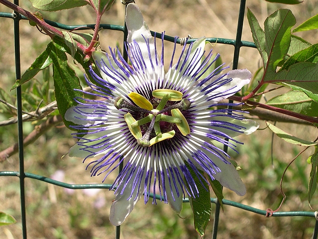 Fleur de Passiflora x colvilli (plant de ma collection)
