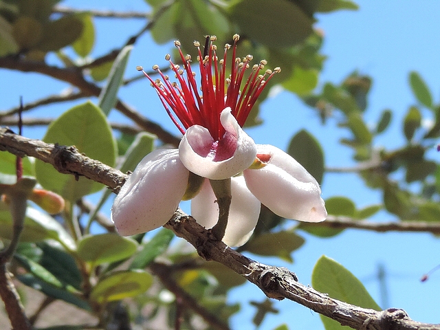 Acca sellowiana (Feijoa) : fleur solitaire le long d'un rameau de l'ann�e pr�c�dente