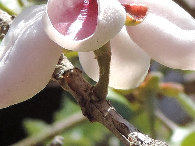 Acca sellowiana (Feijoa) : fleur solitaire le long d'un rameau de l'ann�e pr�c�dente