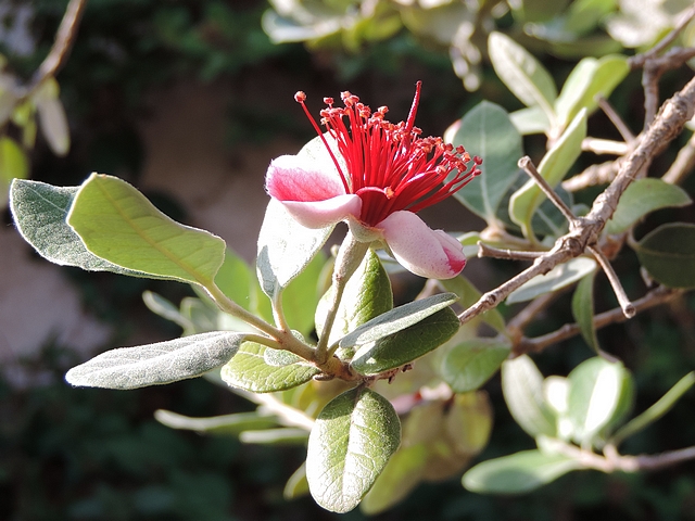 Acca sellowiana (Feijoa) : fleur solitaire au d�but de la deuxi�me pousse d'un rameau de l'ann�e