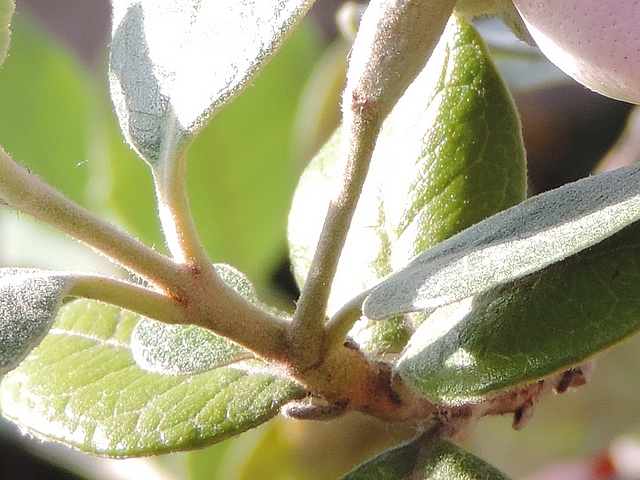 Acca sellowiana (Feijoa) : point d'attache d'une fleur solitaire au d�but de la deuxi�me pousse d'un rameau de l'ann�e