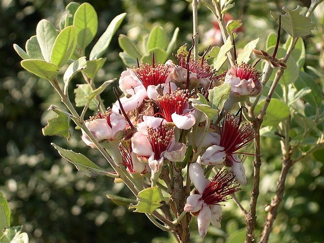 Acca sellowiana (Feijoa) : fleurs (fanaison)