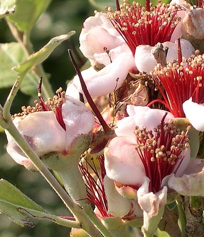 Acca sellowiana (Feijoa) : fanaison 