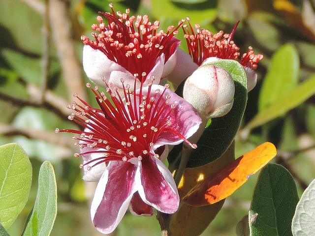 Acca sellowiana (Feijoa) : du bouton � la fleur �panouie