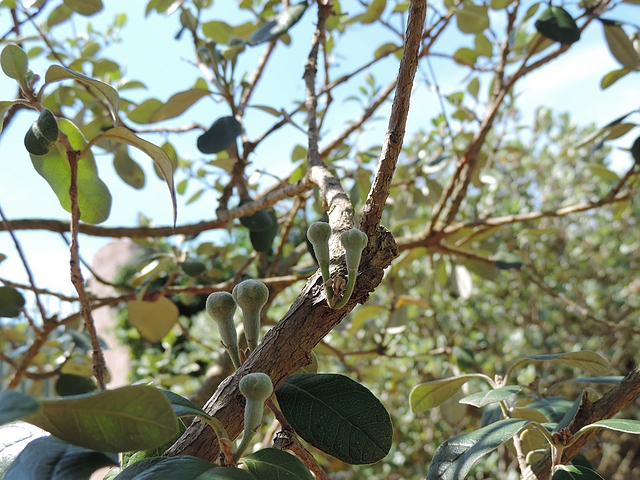Acca sellowiana (Feijoa) : floraison sur portion de rameau de deux ans (tr�s rare)