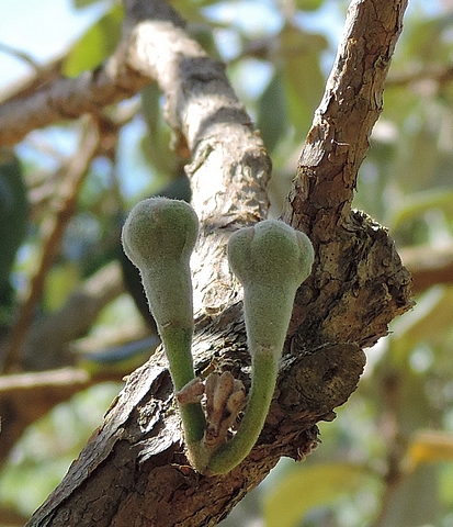 Acca sellowiana (Feijoa) : fleurs sur bois de deux ans (tr�s rare)
