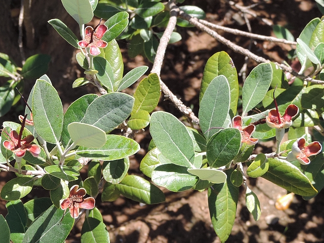 Acca sellowiana (Feijoa) : fin de la fanaison