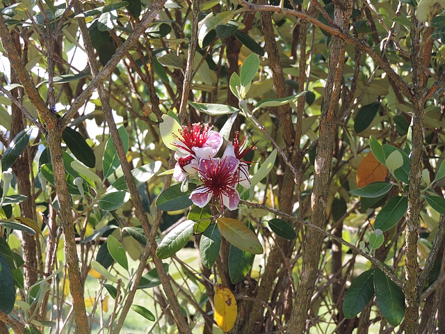 Acca sellowiana (Feijoa) : groupe de fleurs � l'int�rieur de la touffe