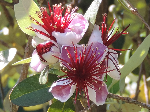 Acca sellowiana (Feijoa) : groupe de fleurs � l'int�rieur de la touffe