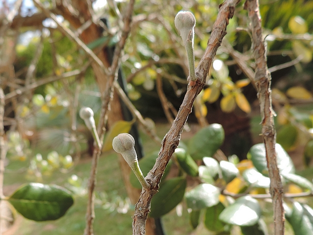 Acca sellowiana (Feijoa) : fleurs solitaires sur rameau de l'ann�e pr�c�dente