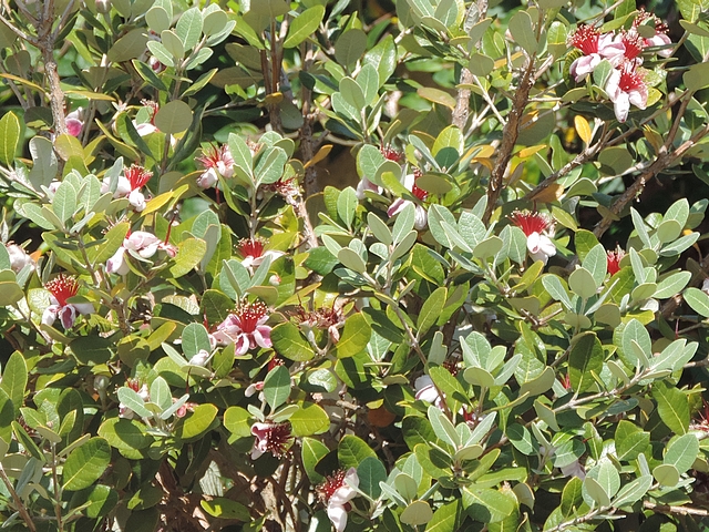 Acca sellowiana (Feijoa) : floraison
