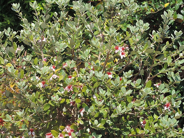 Acca sellowiana (Feijoa) : floraison