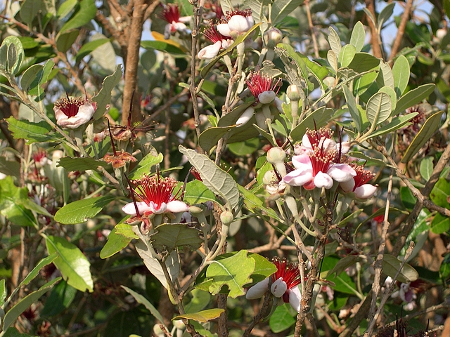 Acca sellowiana (Feijoa) : floraison