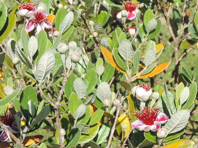 Acca sellowiana (Feijoa) : la floraison est tardive