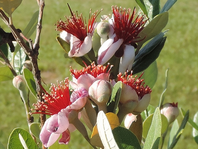 Acca sellowiana (Feijoa) : groupes de fleurs