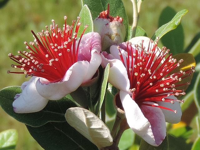 Acca sellowiana (Feijoa) : groupe de trois fleurs