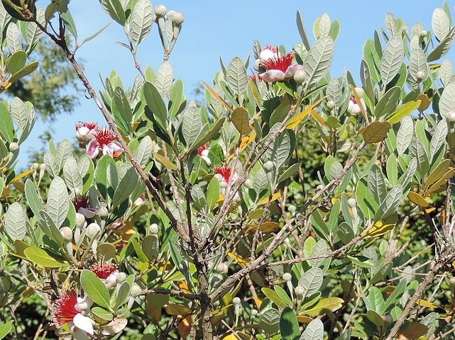 Acca sellowiana (Feijoa) : floraison sur le haut de la touffe