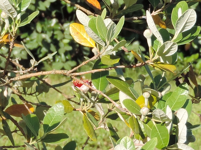 Acca sellowiana (Feijoa) : branchette avec rameaux florif�res