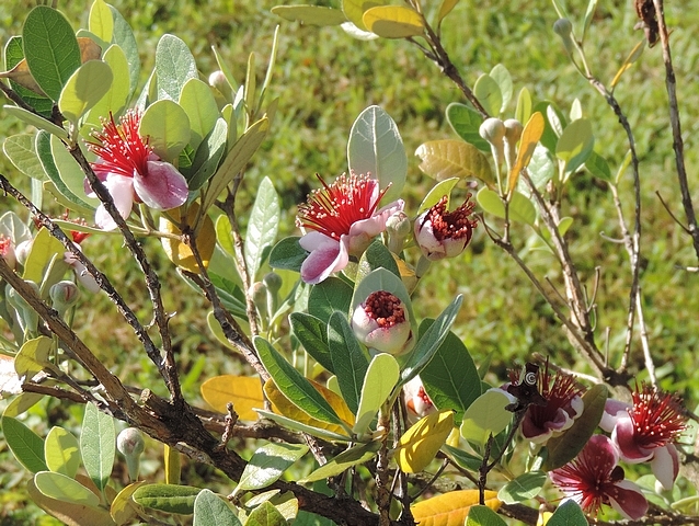 Acca sellowiana (Feijoa) : fleurs sur rameaux p�riph�riques de la touffe