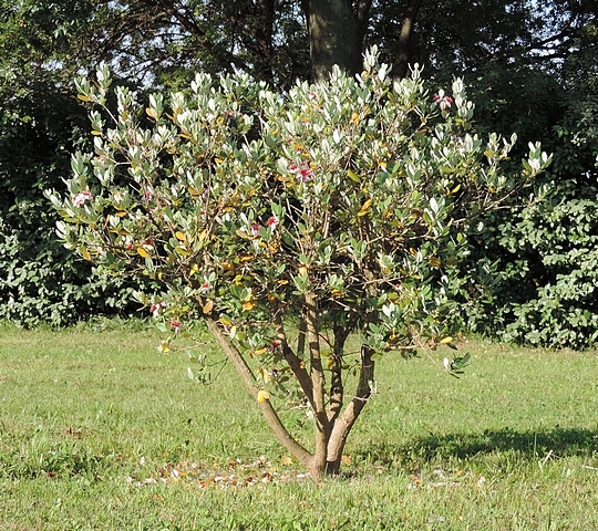 Acca sellowiana (Feijoa) : arbuste en fleurs