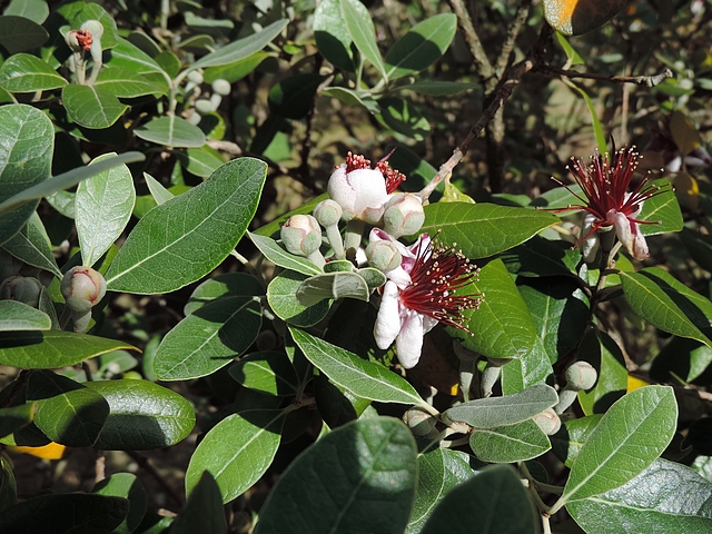 Acca sellowiana (Feijoa) : floraison �chelonn�e d'un groupe de six fleurs sur un rameau de l'ann�e