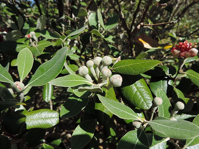 Acca sellowiana (Feijoa) : groupe de six fleurs sur un rameau de l'ann�e (stade bouton floral)