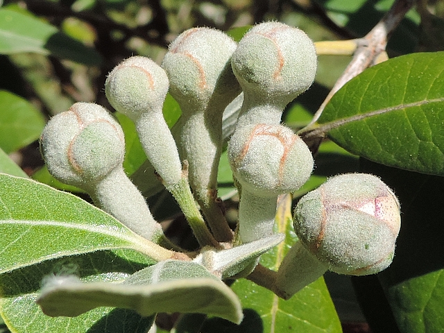 Acca sellowiana (Feijoa) : groupe de six fleurs sur un rameau de l'ann�e (stade bouton floral)