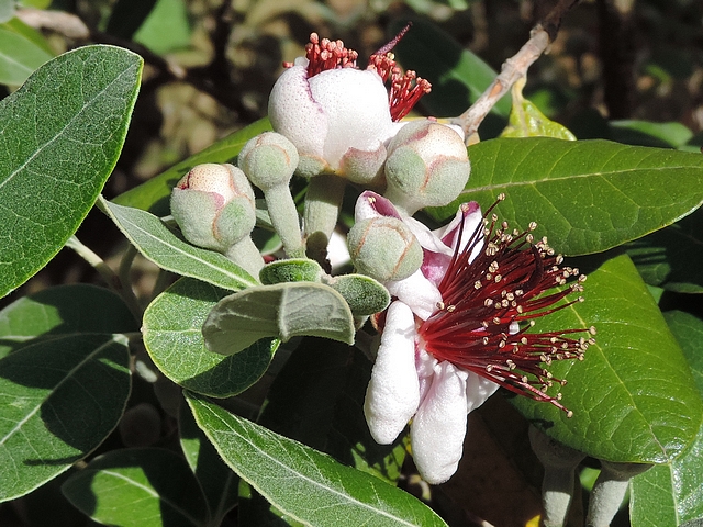 Acca sellowiana (Feijoa) : floraison �chelonn�e d'un groupe de six fleurs sur un rameau de l'ann�e