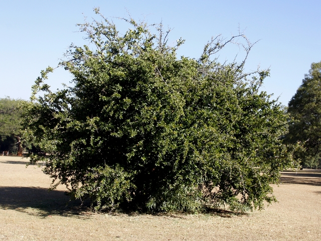 Dovyalis caffra (Hook.f. & Harv.) Warb. : forme naturelle en buisson