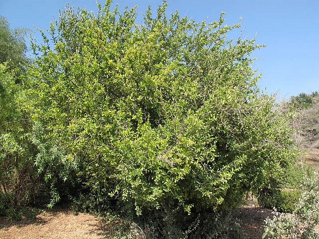 Dovyalis caffra (Hook.f. & Harv.) Warb. : buisson (forme naturelle)