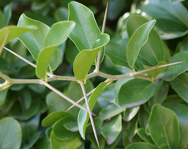 Dovyalis caffra (Hook.f. & Harv.) Warb. : �pines