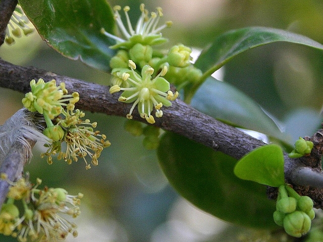 Dovyalis caffra (Hook.f. & Harv.) Warb. : fleurs